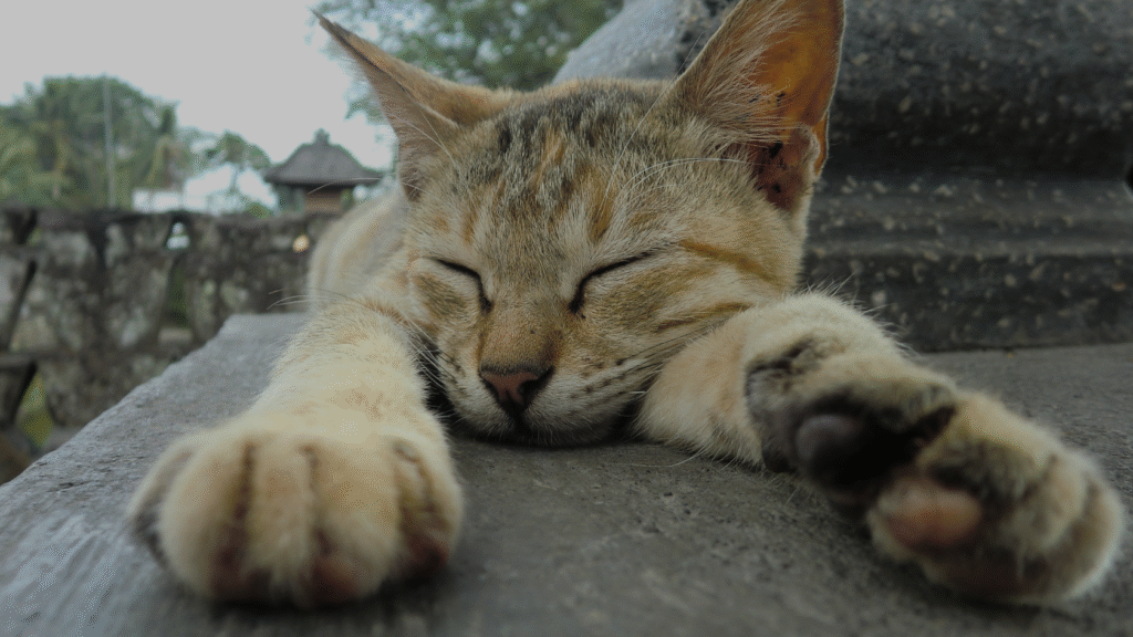 Cansaço constante: escute seu corpo e busque equilíbrio
